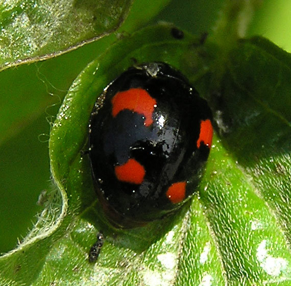 Zweipunktmarienkäfer, Adalia bipunctata Verkehrt-Färbung